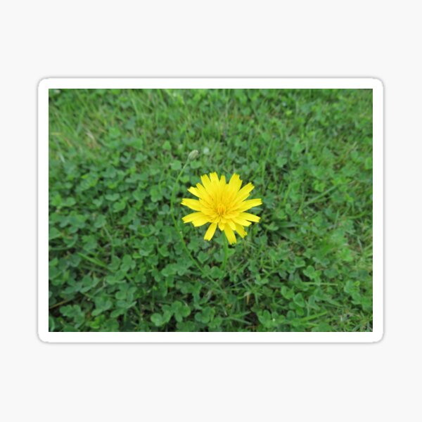 Item preview, Yellow cat's ear flower designed and sold by greentiger1.