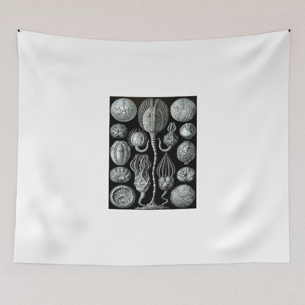 Item preview, Haeckel illustration designed and sold by monsterplanet.