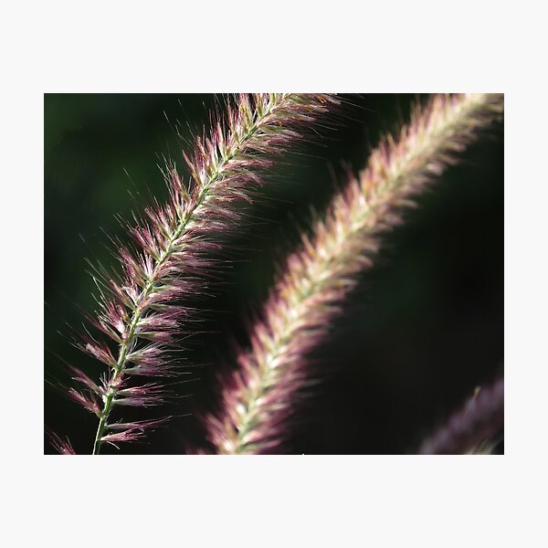 Item preview, Grasses designed and sold by Roger Easley.