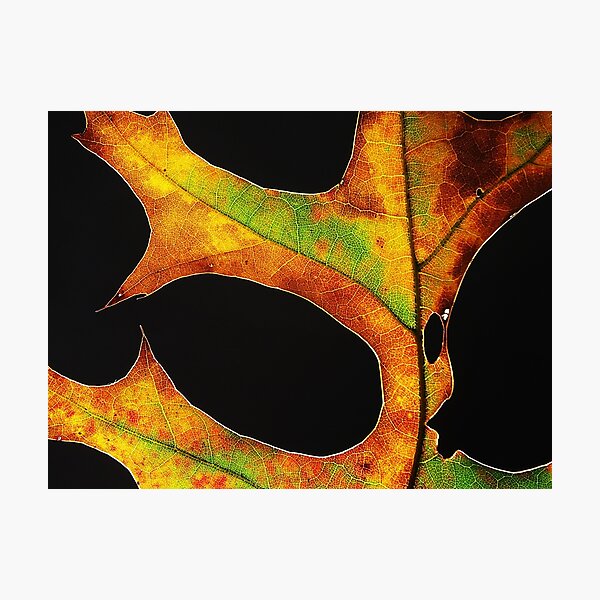 Item preview, Studio Leaf designed and sold by Roger Easley.