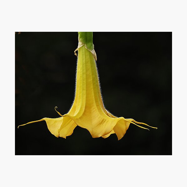 Item preview, Golden Angel's Trumpet designed and sold by Roger Easley.