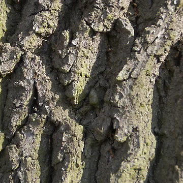 Artwork thumbnail, Oak bark pattern by Treemonk
