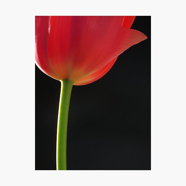 Item preview, Heroic Tulip designed and sold by Roger Easley.
