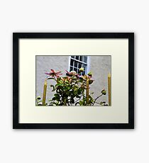 Going For Gold........... Framed Print