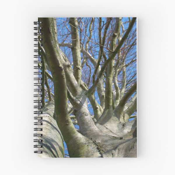 Item preview, Beech crown image designed and sold by Treemonk.