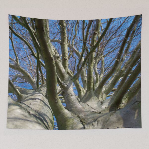 Item preview, Beech crown image designed and sold by Treemonk.