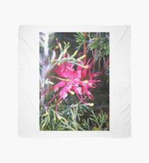 Grevillea preissii Scarf