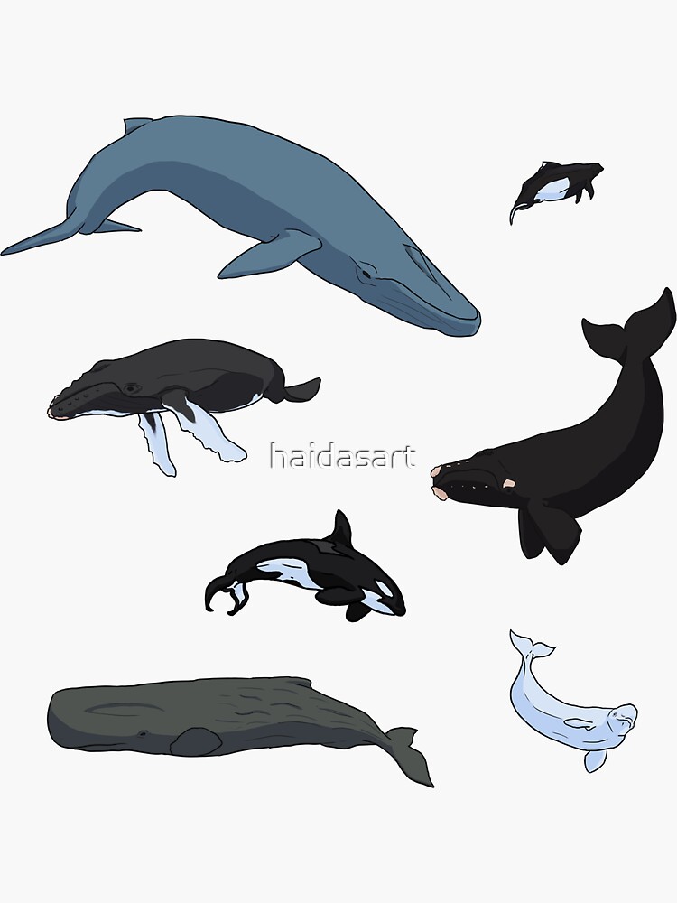 Wall or Laptop Sperm Whale Decal Sticker for Car