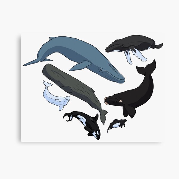 For the Cetacean Lover Canvas Print