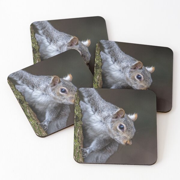 Item preview, Grey Squirrel designed and sold by grumpykeith.