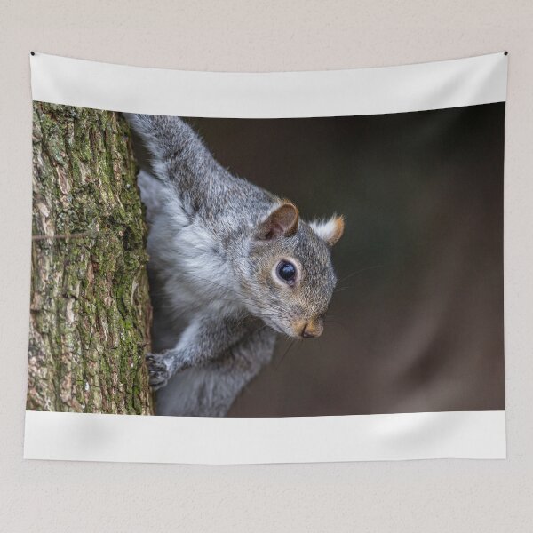 Item preview, Grey Squirrel designed and sold by grumpykeith.