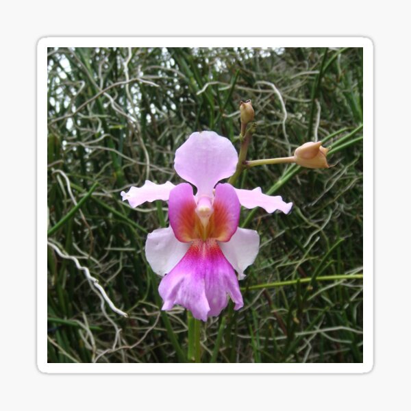 Rare Vanda Miss joaquim Douglas orchid plant Free USA ship Collector orchid