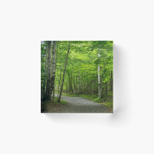Item preview, Forest Bathing - Winding Path Among the Silver Birches  designed and sold by Georgia Mizuleva.
