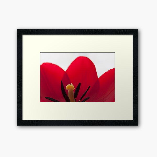 Red Tulip Framed Art Print