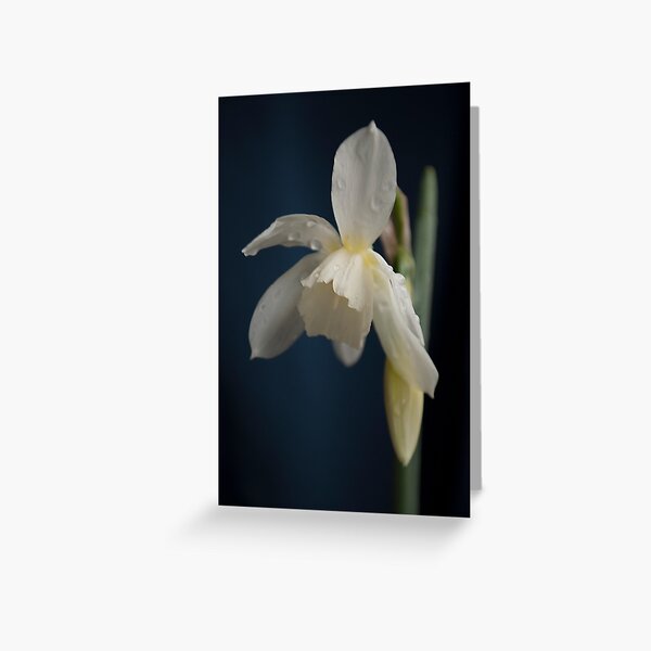 Narcissus Greeting Card