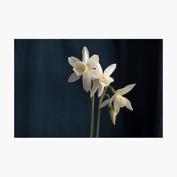 Narcissus Photographic Print