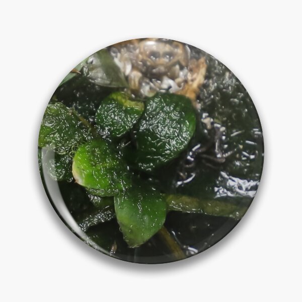 Item preview, Green leaves on moss covered water designed and sold by FCEalin.