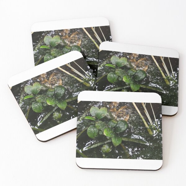 Item preview, Green leaves on moss covered water designed and sold by FCEalin.