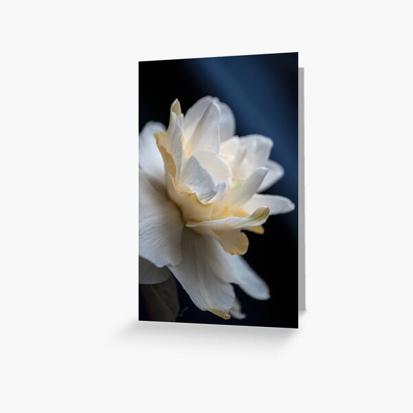 Butter and Eggs Daffodil Greeting Card