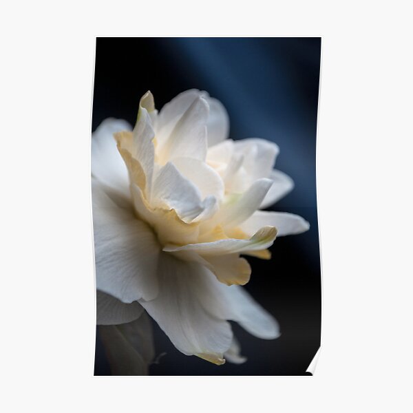 Butter and Eggs Daffodil Poster