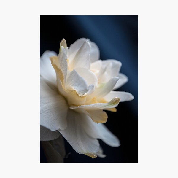 Butter and Eggs Daffodil Photographic Print
