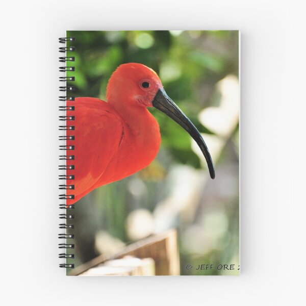 Item preview, Scarlet Ibis (Endocimus ruber) designed and sold by Jeff Ore.