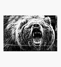 Kodiac Bear Photographic Print