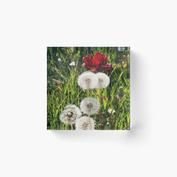 Item preview, Dandelions with Red in Radolfzell - Lake Constance designed and sold by holgermader.