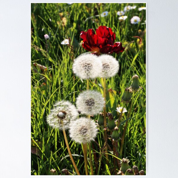 Item preview, Dandelions with Red in Radolfzell - Lake Constance designed and sold by holgermader.