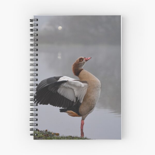 Item preview, Egyptian Goose spreading its wings designed and sold by RumRagephotos.