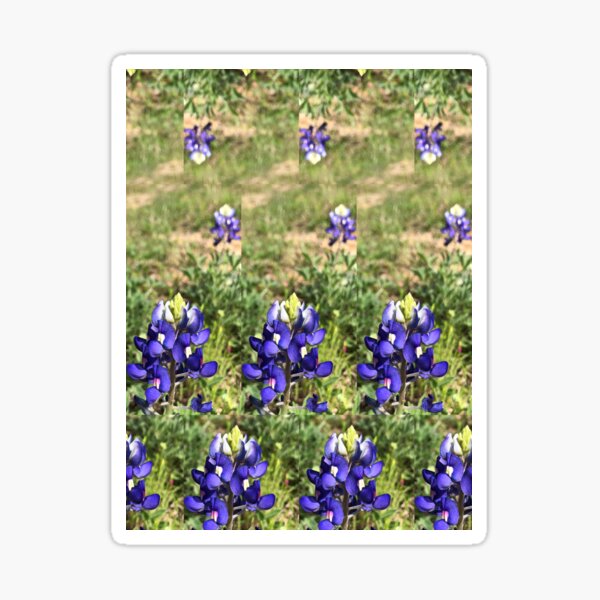 Field of Bluebonnets Sticker