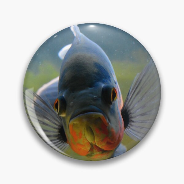 Item preview, Tiger Oscar Cichlid  designed and sold by RumRagephotos.