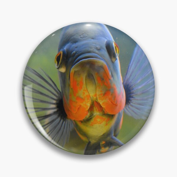 Item preview, Tiger Oscar Cichlid designed and sold by RumRagephotos.