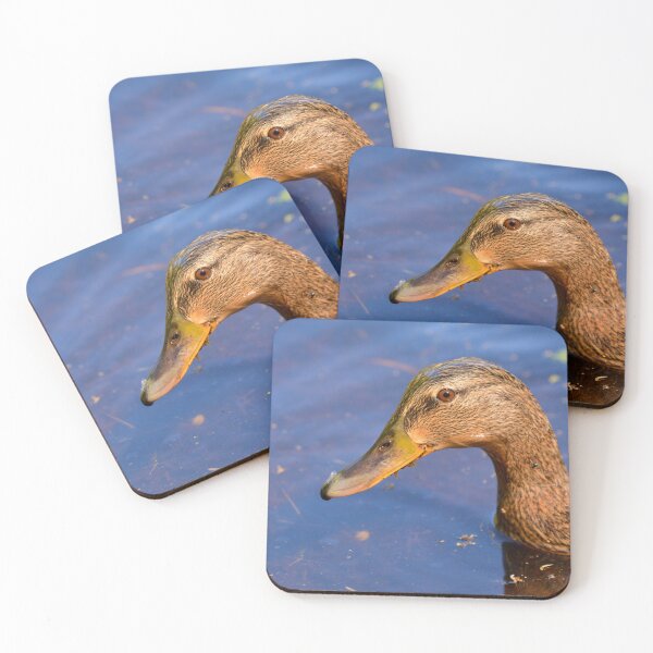 Item preview, Close up of a female Mallard duck designed and sold by RumRagephotos.