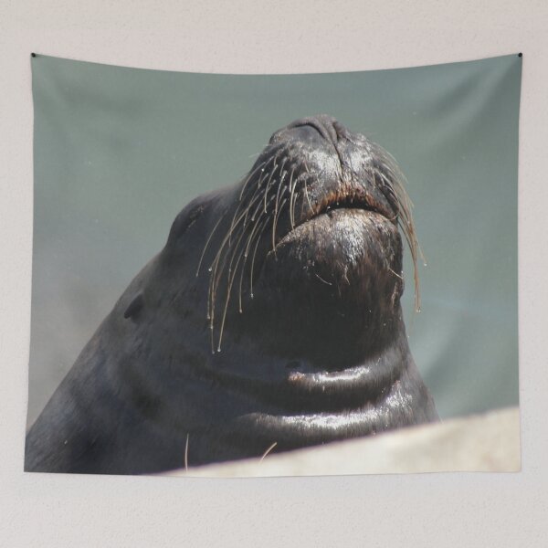 Item preview, Sealion Close up designed and sold by Anako Design.