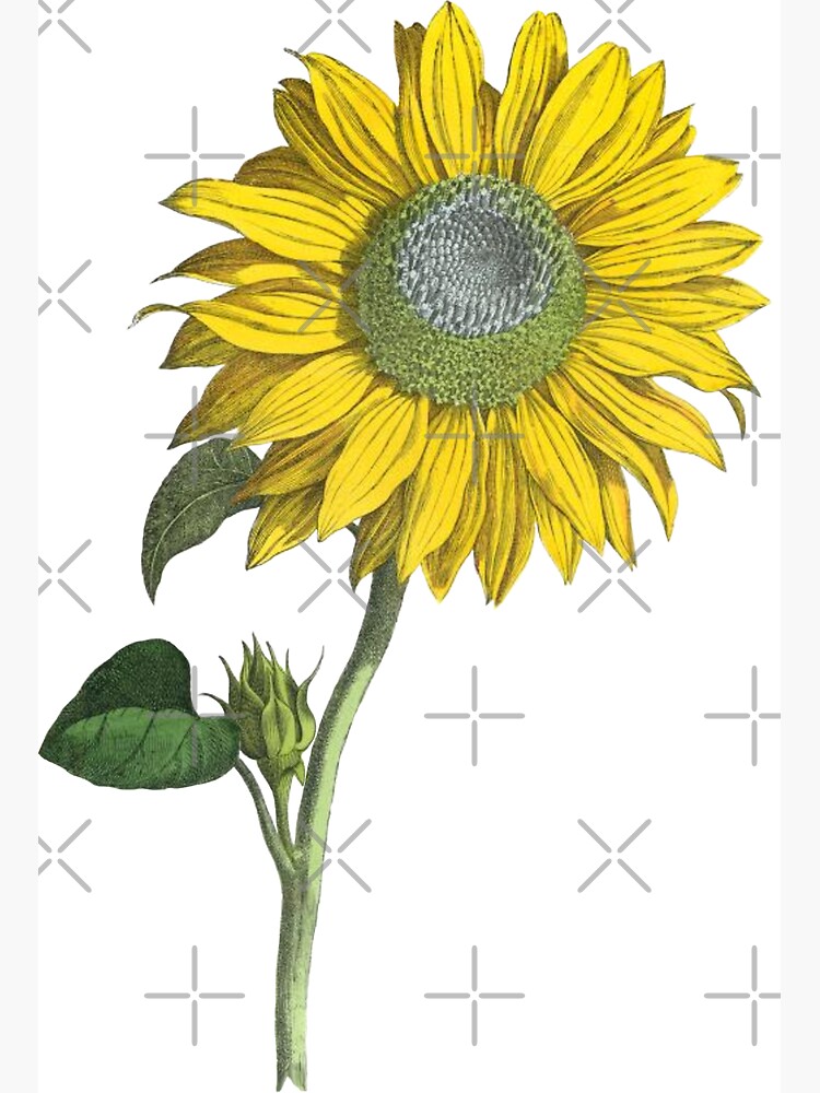 Sunflower illustration for coloring book | OpenArt