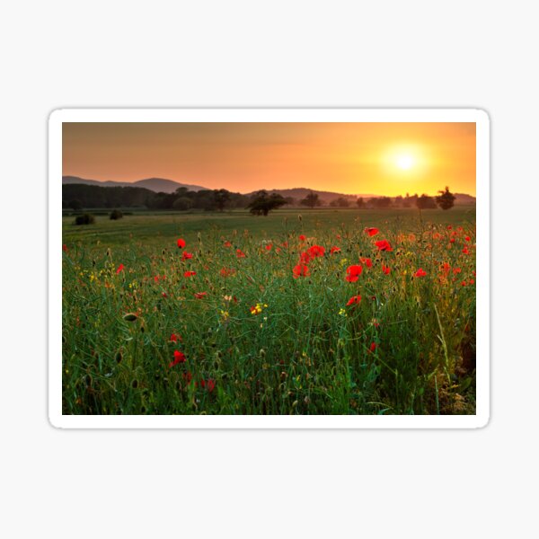 Poppy fields, Worcestershire, England Sticker