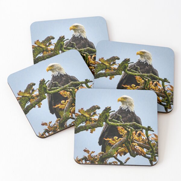 Item preview, Majestic bald-headed eagle in South Delta, B.C. designed and sold by David ST Loh Images.