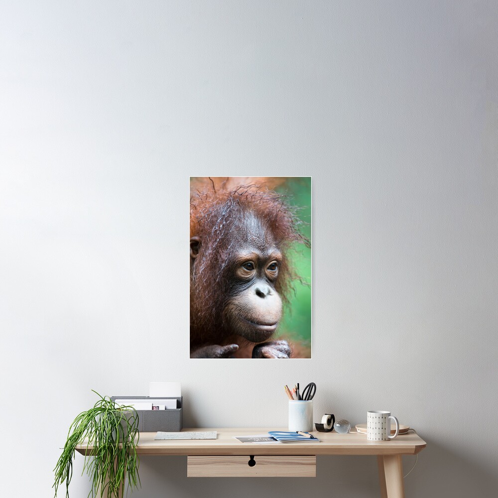Orangutan in Borneo Poster