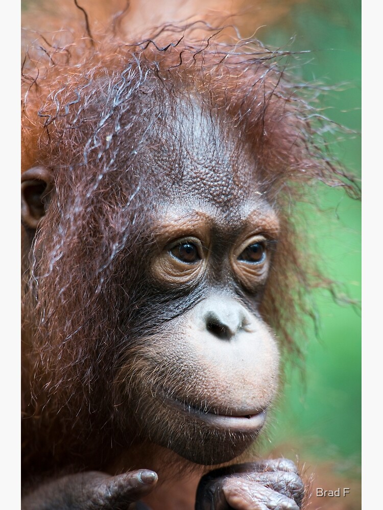 Orangutan in Borneo by bfra