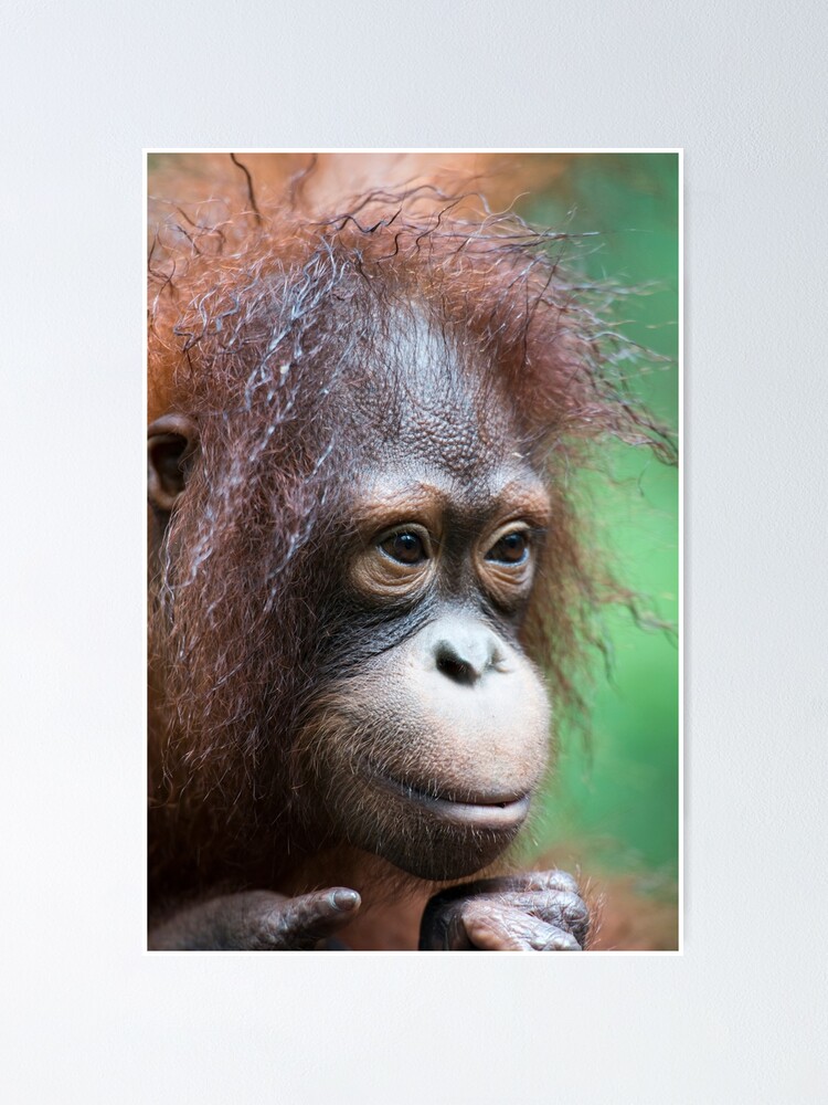 Alternate view of Orangutan in Borneo Poster