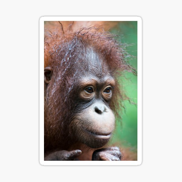 Orangutan in Borneo Sticker