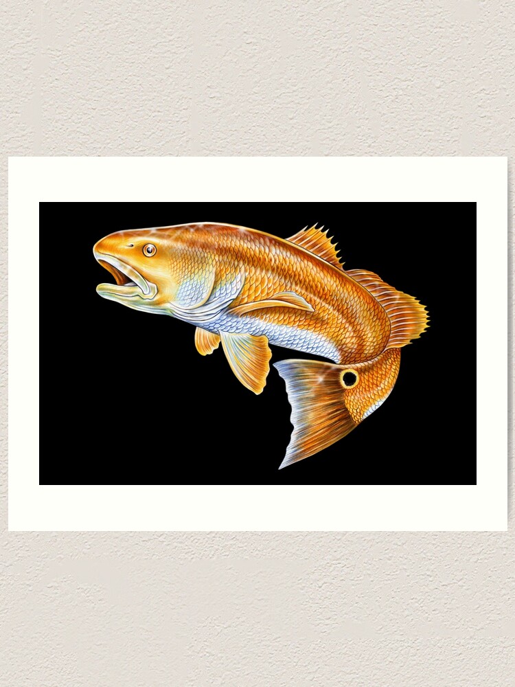 Red Drum Art Print Saltwater Fish Art X 12 Or X 18