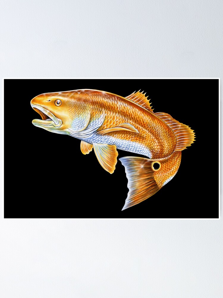 “Red Drum” Poster for Sale by TimJeffsArt | Redbubble