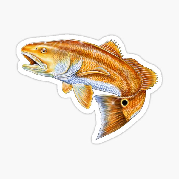 Redfish Sticker Decal Red Fish Red Drum Channel Bass Florida Spottail XO 