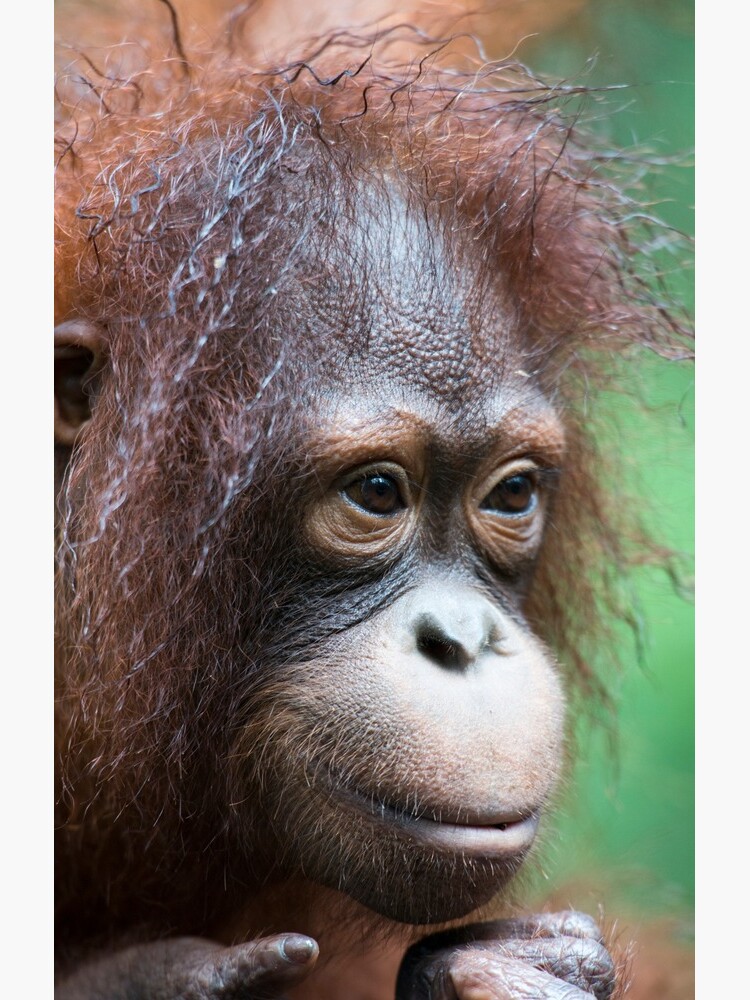 Orangutan in Borneo by bfra