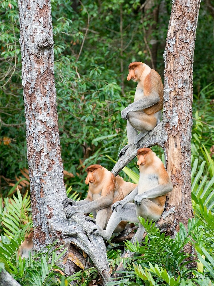 Proboscis Monkey group by bfra