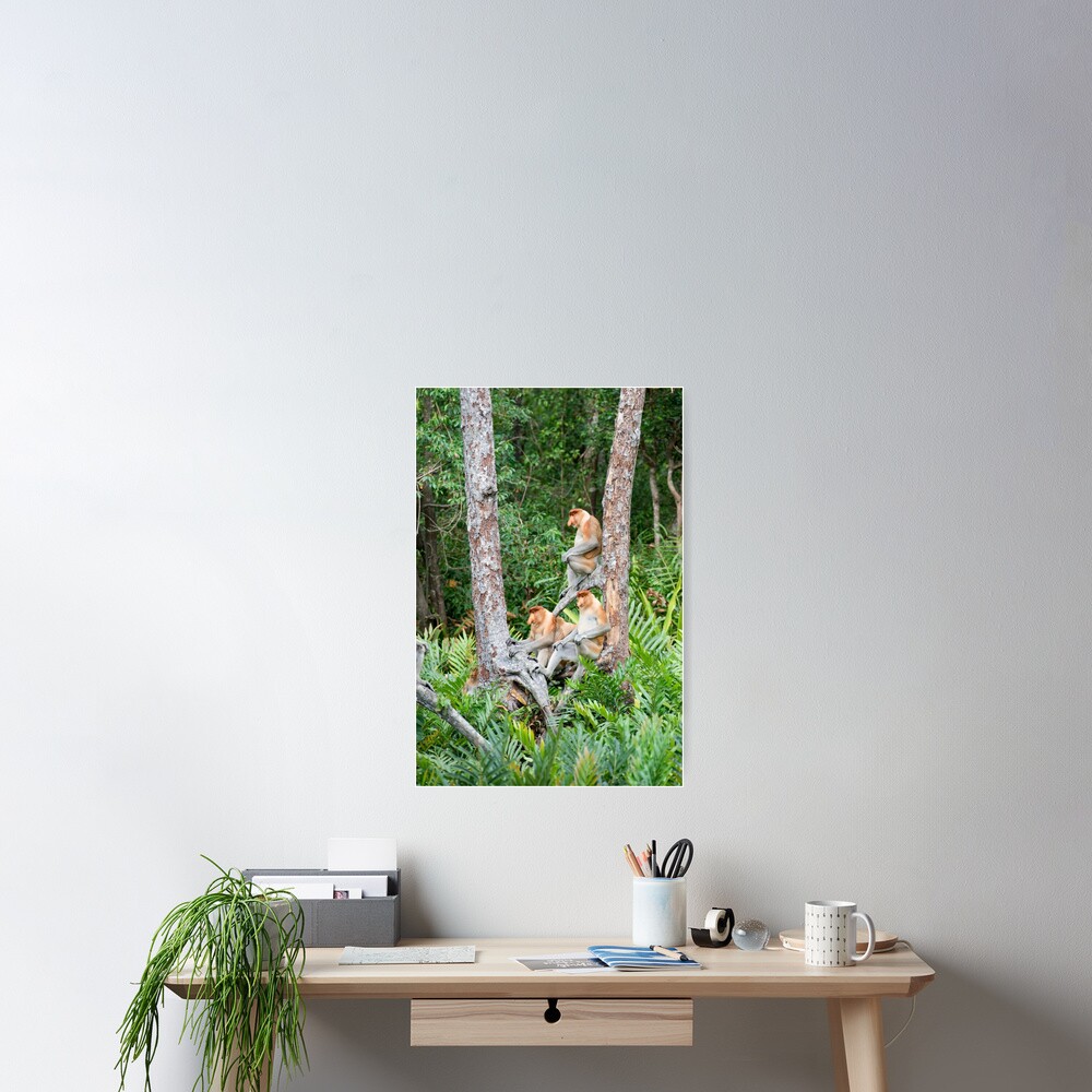 Proboscis Monkey group Poster