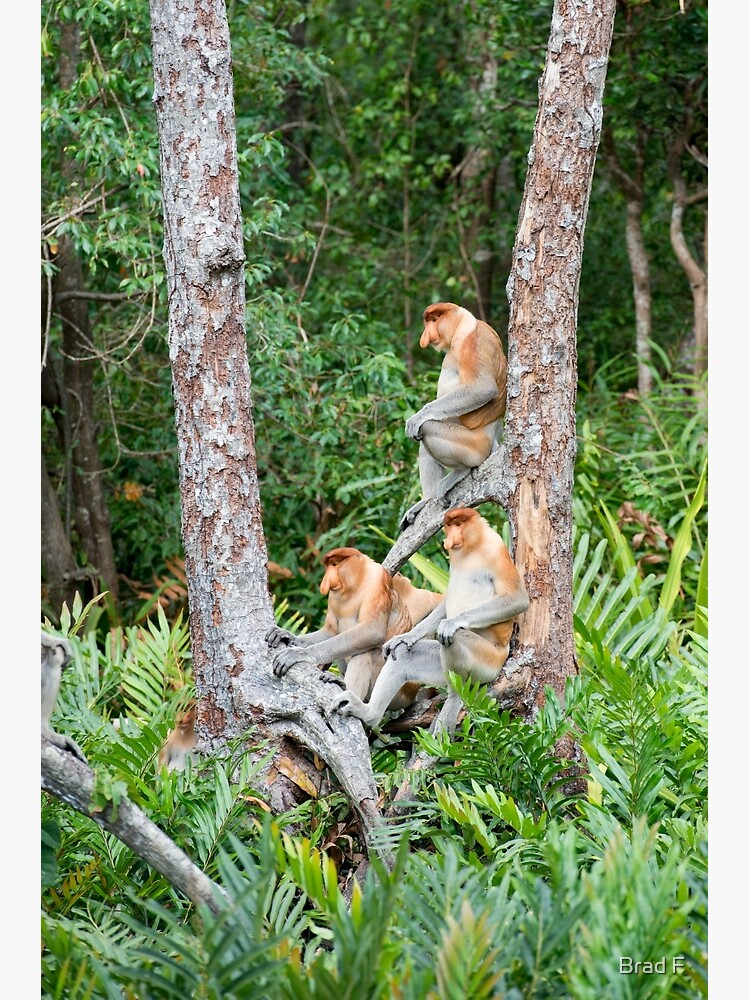 Proboscis Monkey group by bfra