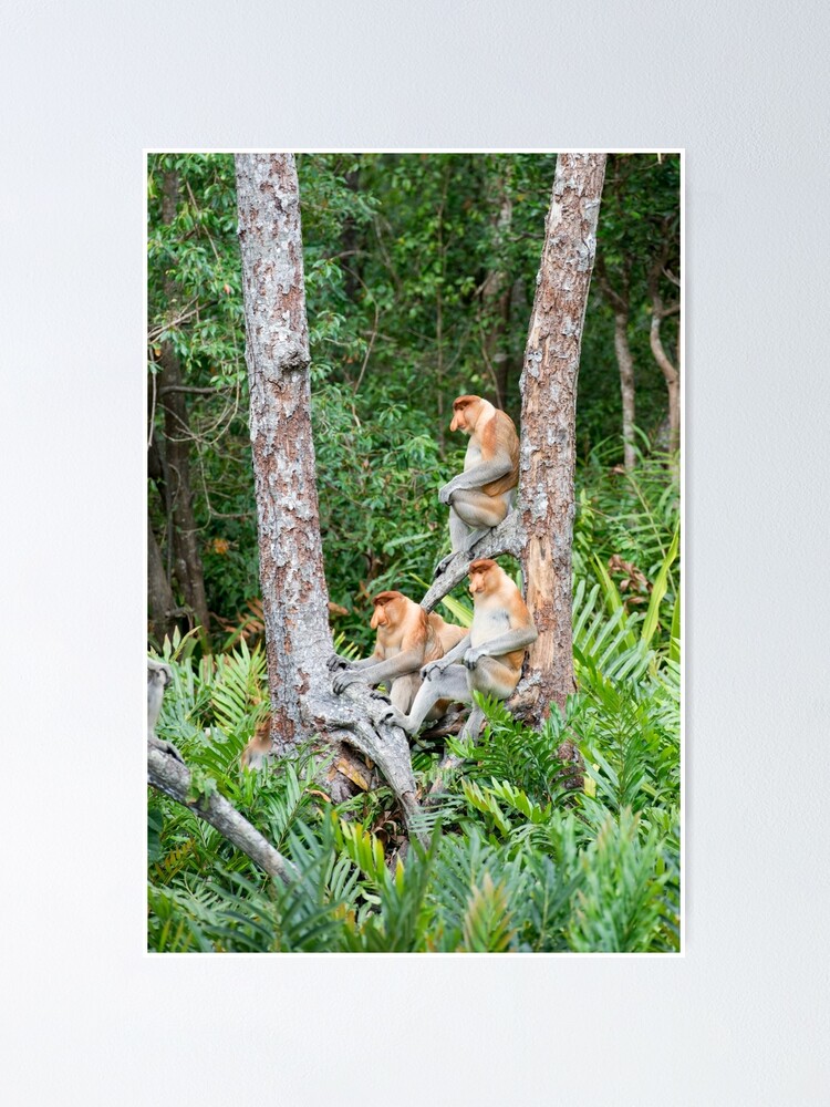 Alternate view of Proboscis Monkey group Poster